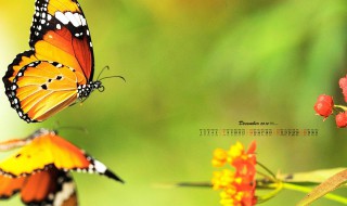 关于蝴蝶的古诗 具体古诗有哪些