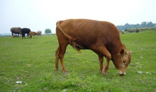 梦见黄牛有什么兆头 梦见黄牛预示着什么