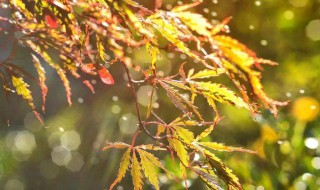 关于秋雨的诗词 具体诗词有哪些