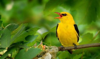 关于黄鹂的诗句 描写黄鹂的古诗词大全