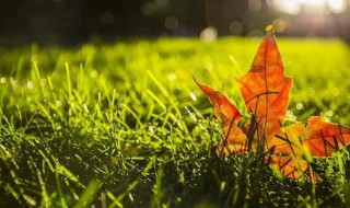 美丽的秋天三年级作文 美丽的秋天三年级作文范文