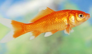 国庆见闻作文 国庆见闻作文范文