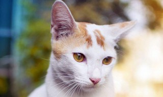家门口来猫是什么兆头 家门口来猫有何兆头