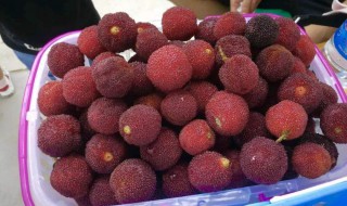 杨梅酿酒的方法 杨梅酿酒的做法介绍