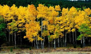 落叶是什么写一句话 落叶是什么造句