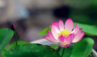 映日荷花别样红的前一句是什么 映日荷花别样红的前一句是接天莲叶无穷碧