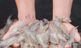 虾的保鲜方法 这三种方法都很好用
