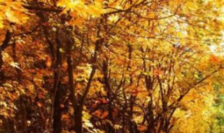 一叶知秋下一句 一叶知秋的出处