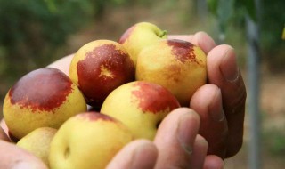 冬枣怎么保存才新鲜 新鲜冬枣怎么保存