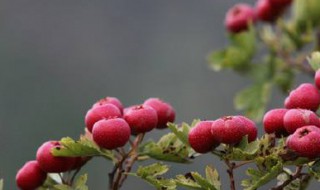 山楂保鲜方法 怎么保存山楂新鲜