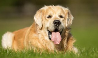 不带金毛出去玩可以吗 养金毛不遛狗可以吗