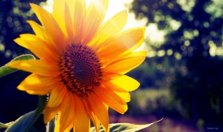 早上正能量朋友圈 关于早上正能量的朋友圈有哪些