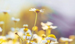 秋天发朋友圈的说说 秋天发朋友圈的说说有哪些