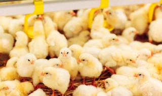 小山鸡饲养方法 散养鸡苗如何管理