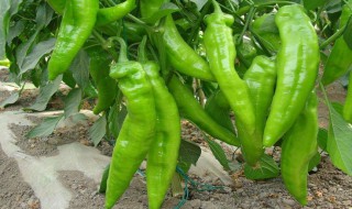 怎样腌制青辣椒好吃 腌制青辣椒好吃的方法
