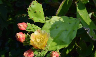 怎样用仙人球花做美食 香炸仙人花做法分享
