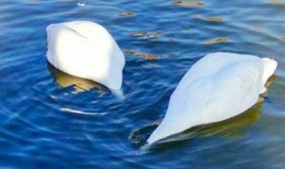 梦见白鹅是什么征兆 梦见白鹅梦境解析