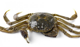 蟹子的清理方法 这三种方法都能洗得很干净