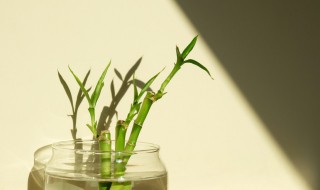 富贵竹种植方法 富贵竹养护办法分享