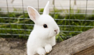 草兔子养殖方法 这几个要点一定要把握好