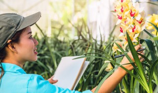 春兰的饲养方法 春兰的养殖方法和注意事项