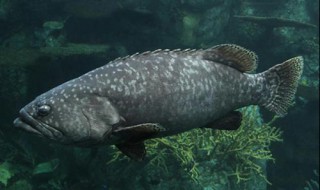 石斑鱼如何处理干净 石斑鱼清理的方法