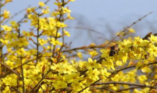 扦插迎春花方法 扦插迎春花方法简述