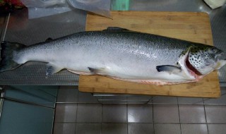 三文鱼保鲜方法 这样保存最新鲜