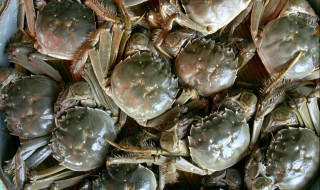 蟹的保鲜方法 下面的保鲜方法任意选择