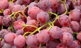 提子保鲜方法 这样保存最新鲜