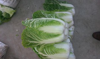白菜的保鲜方法 分别有什么不同的保存方法