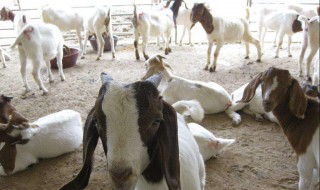 养羊最佳的方法 养羊一定要遵循以下五点