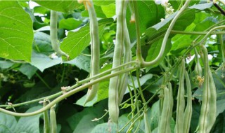 保存豆角怎么处理 如何保存豆角