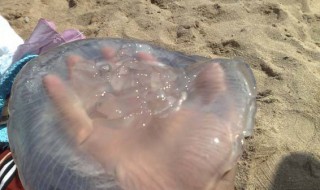 新鲜海蜇都怎么处理 做凉拌海蜇的方法