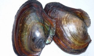 河蚌怎样做馅吃 河蚌怎么做好吃