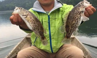 如何钓小斑鳜 钓小斑鳜的方法