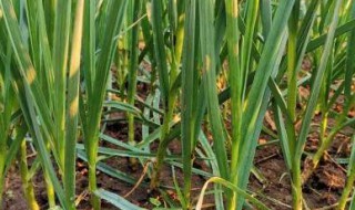 土地种蒜方法 怎么种植大蒜