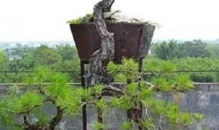 山松养护方法 需要经常换盆吗