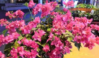 三角梅侧芽怎么处理 三角梅侧芽如何修剪