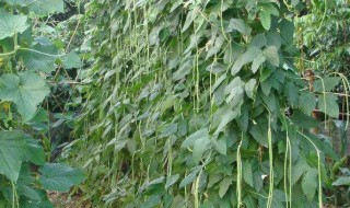 种植豆角小技巧 豆角种植上的小技巧