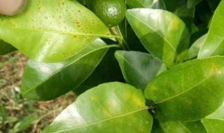 柑橘剪秋梢方法 柑橘如何修剪