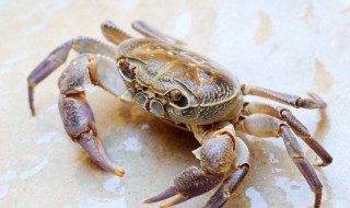 螃蟹吃幼龟吗 螃蟹吃什么