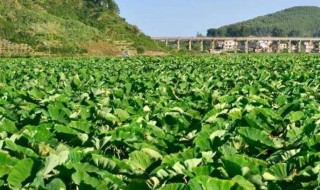 种植毛芋的方法 怎么进行病虫害防治