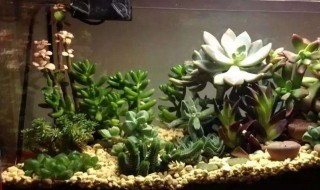 水缸绿毛藻怎么处理 水缸绿毛藻解决方法