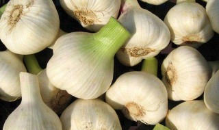 种蒜快捷方法 需要做什么准备工作呢