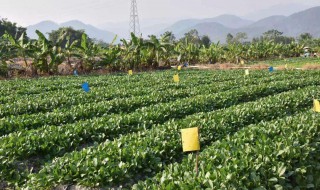 有用的灭虫方法 这些灭虫方法最健康