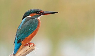 有关翠鸟的资料 主要分布在哪里呢