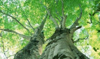 有关树木的谚语 有关树木的谚语有哪些