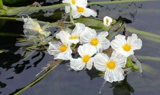 海菜花花语是什么 海菜花花语是什么意思