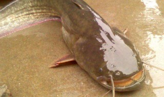 鲶鱼为什么不能吃 不能吃鲶鱼原因